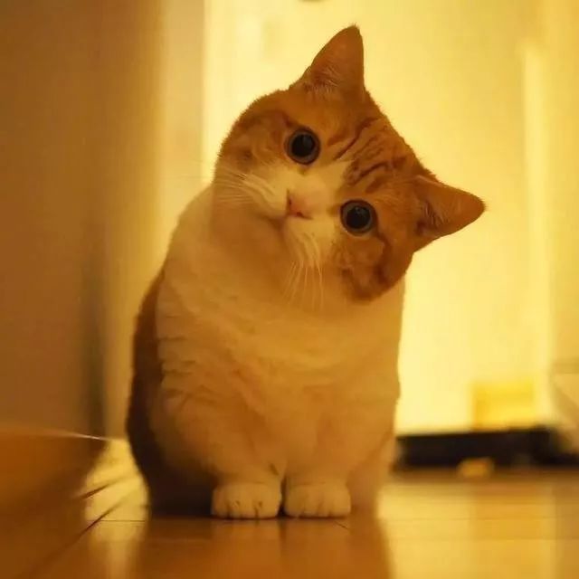 哈尔滨一女子养了只猫以后 半夜耳朵里总是 咔咔 响 而且还长满了虫子 看点快报