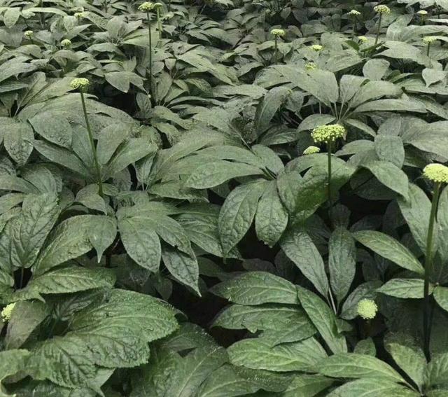 三七花,野草,竹林,植物,植株