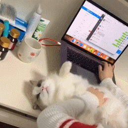 网友:宅在家的这些日子,猫咪阻拦了我的学习和工作