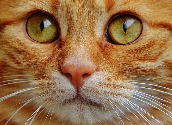 如何判断猫是否患有白内障 看点快报