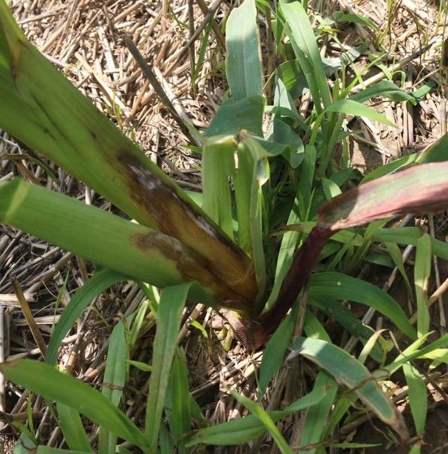 玉米细菌性茎腐病是由菊欧文氏菌玉米致病变种引起,该病害主要危害