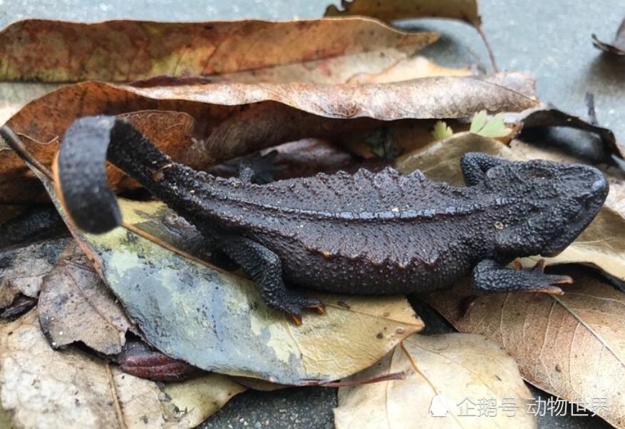 这种黑色的小动物很不起眼,但却是国家级保护动物