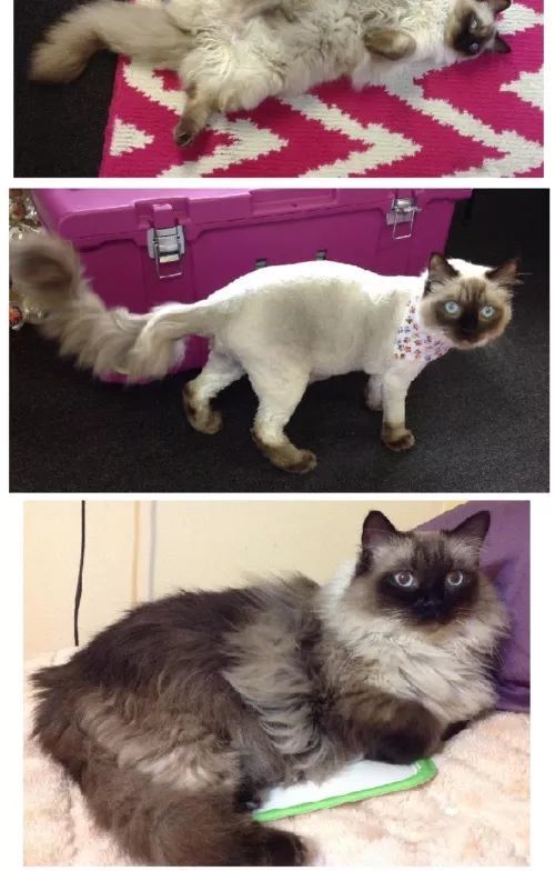 养猫谜题 好端端的猫怎么养着养着就变色了 看点快报