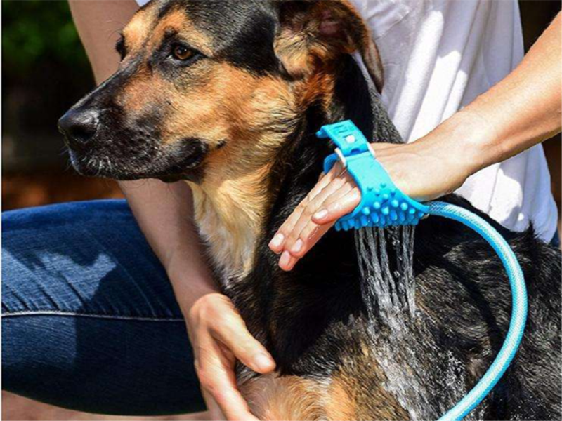 给狗狗洗澡时,要注意这3个细节,否则很容易伤到它