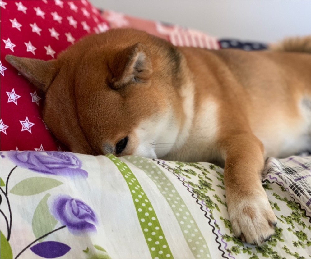狗狗的耳道怎么清理 看点快报