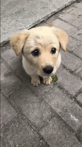 壁纸 动物 狗 狗狗 280_498 竖版 竖屏 手机 gif 动态图 动图