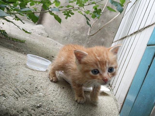 流浪奶猫在街头翻着肚皮睡觉,路人细问后才知,橘猫在等主人回家