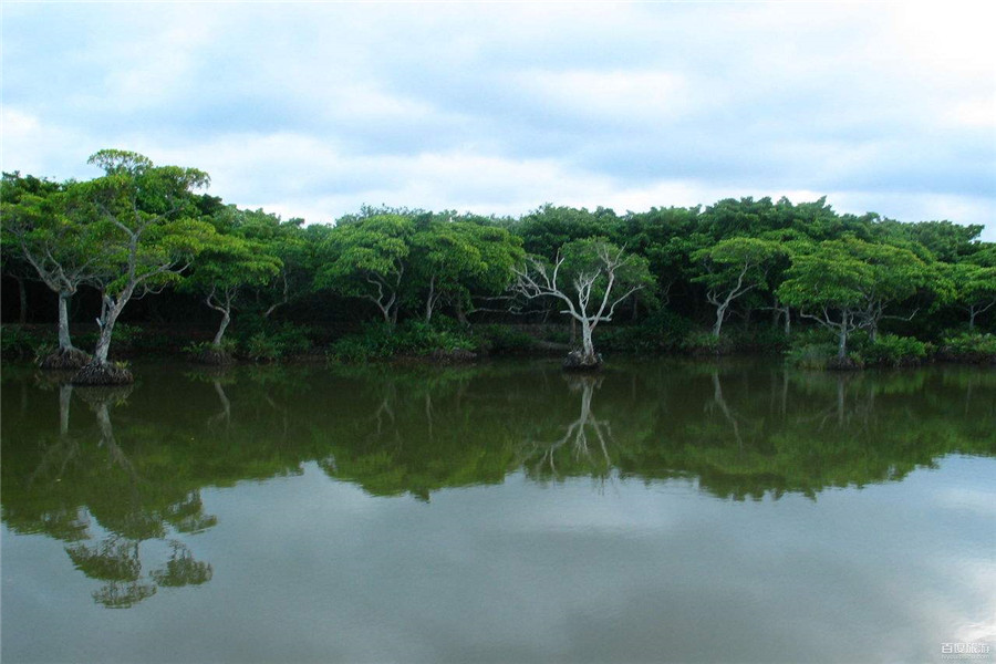 海南著名的红树林景观,一处在东寨港,另一处在这里