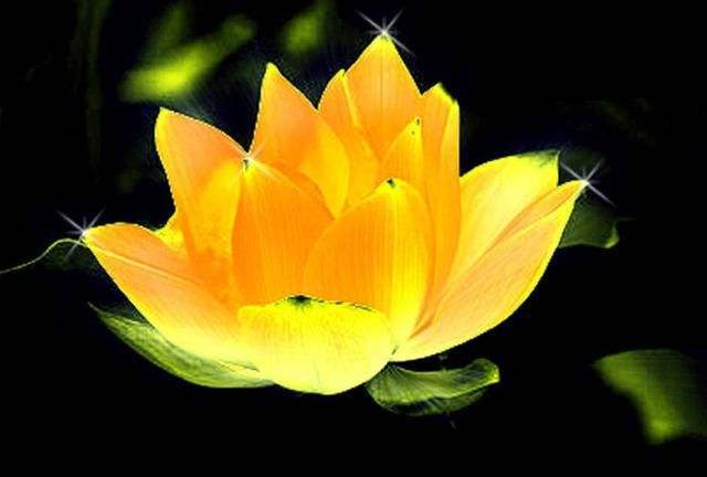 青莲,冰清玉洁,鸿钧老祖,黑莲,如来佛祖