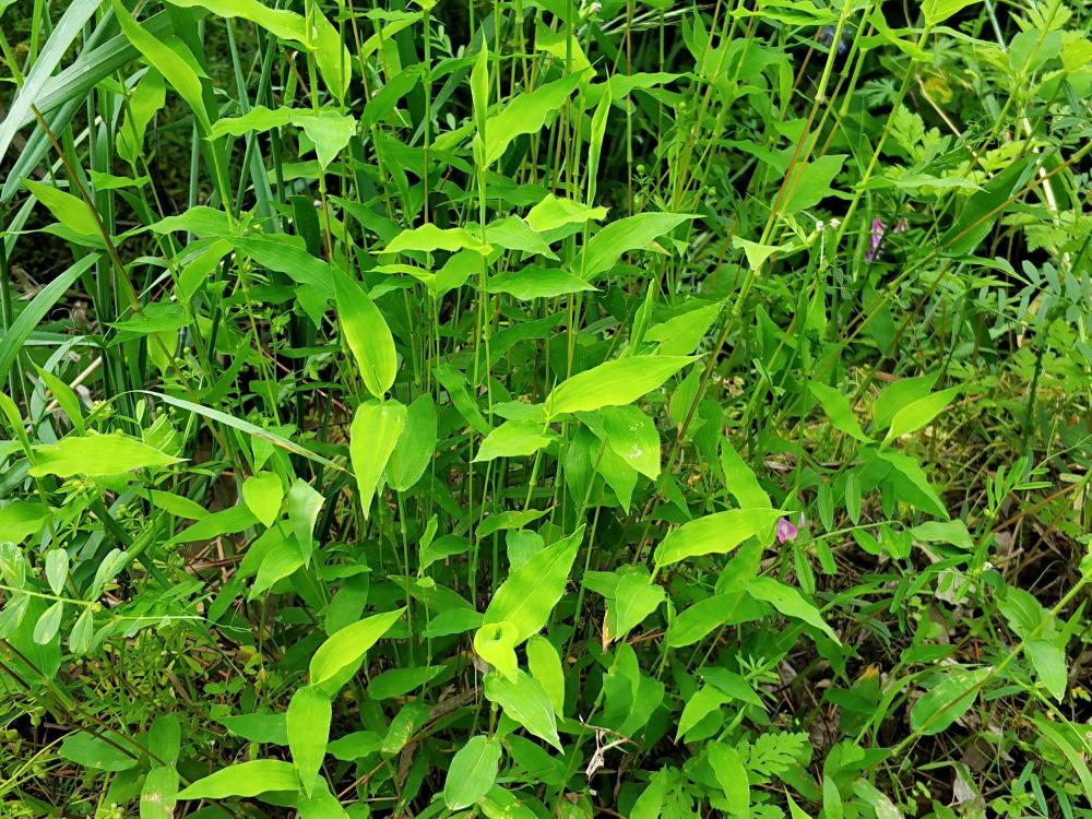 野草,农民,荩草,农村,植物,竹子