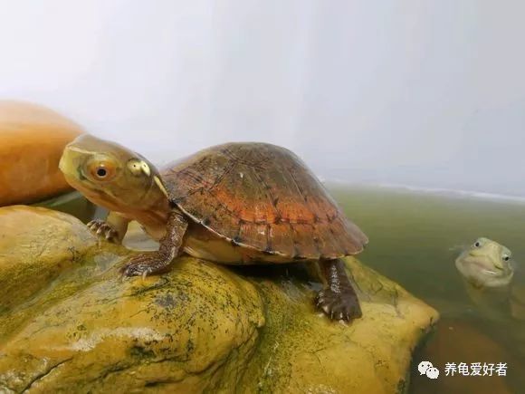春天养龟喂食很关键,四步走,让你的乌龟少生病!