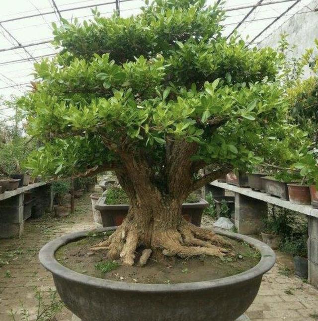 有2种树名贵,摆家里就是