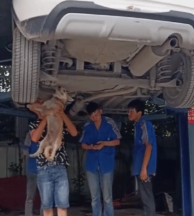 猫咪钻进汽车底盘,维修师傅抱着狗找猫,狗:我不会修车