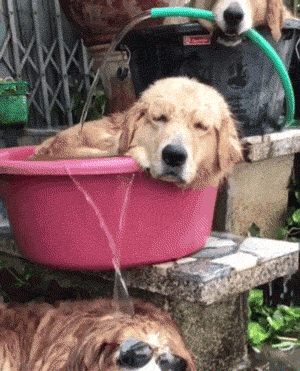 二哈太怕热,趴在水里吹泡泡,你上辈子是条鱼吗?