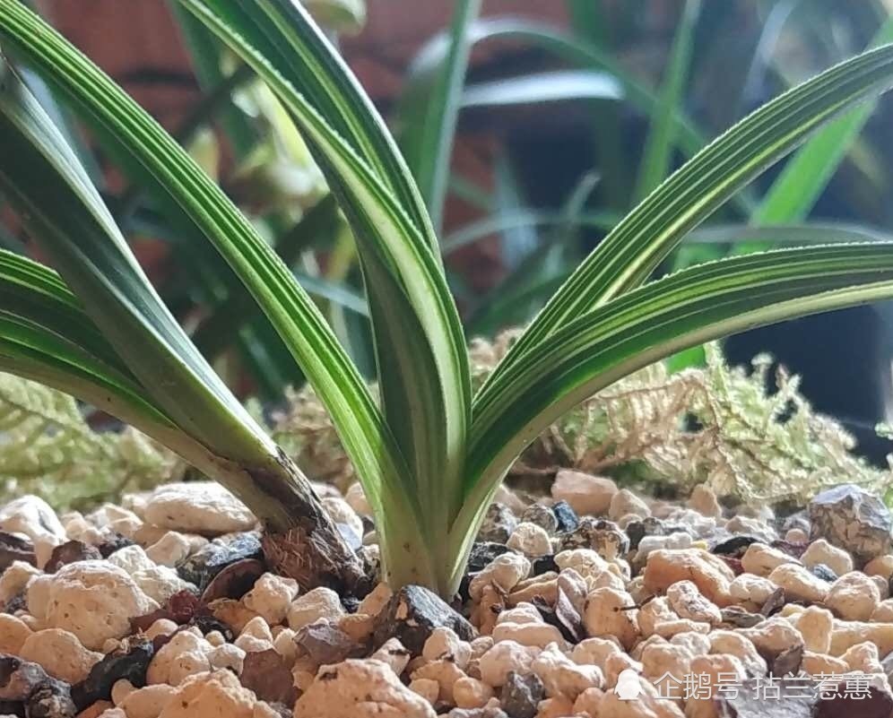 中国兰花之水晶草识别方法