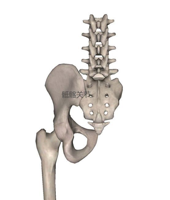 原本可以灵活转动的髋关节会因为活动范围受限而撬动骶骨与髂骨连接的