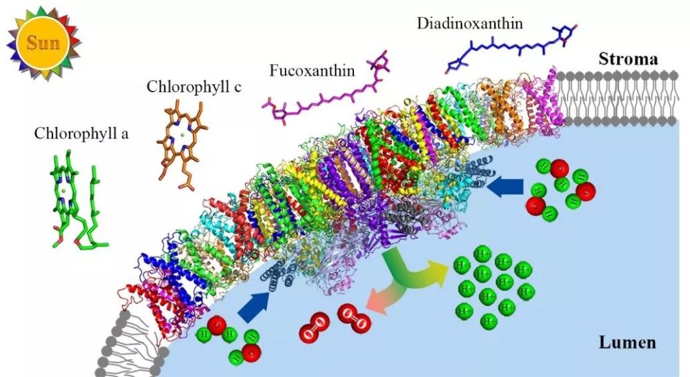 该研究工作得到国家蛋白质科学研究(北京)设施清华基地冷冻电镜平台