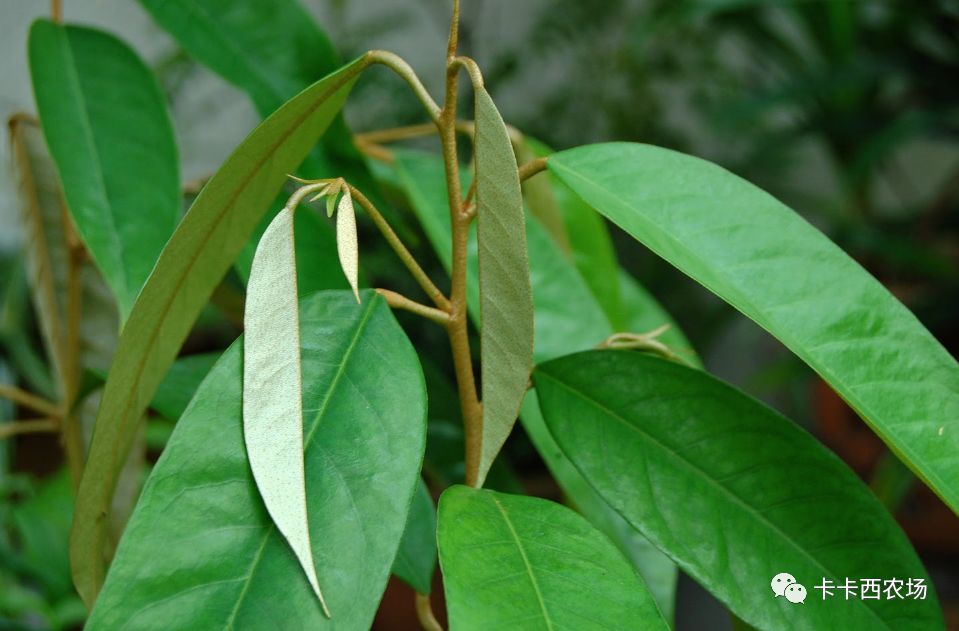 榴莲启示录 榴莲的植物学常识 看点快报