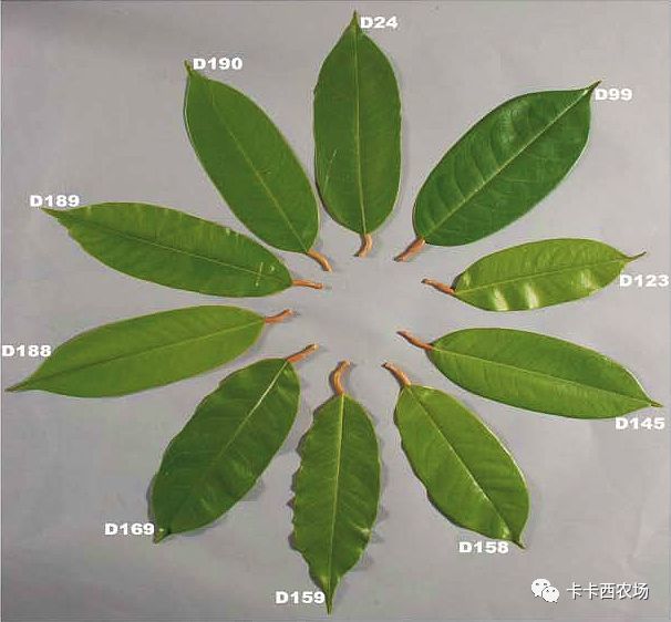 榴莲启示录 榴莲的植物学常识 看点快报