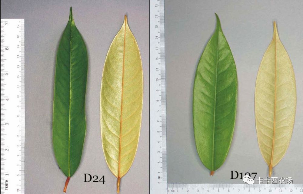 榴莲启示录 榴莲的植物学常识 看点快报