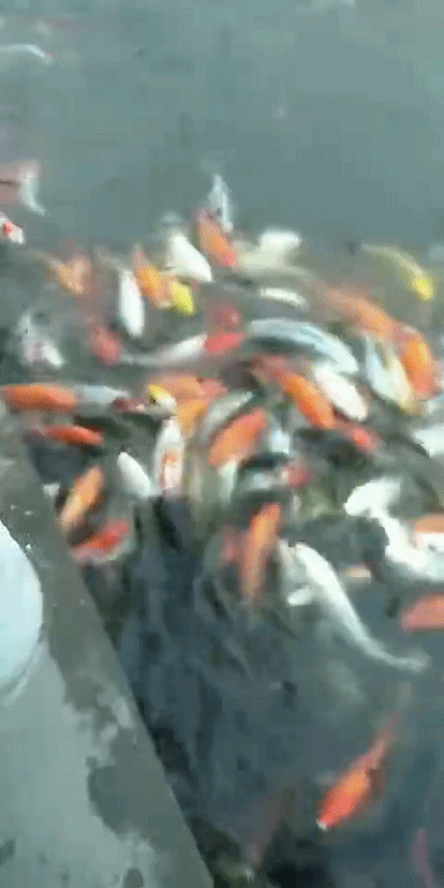 请你们不要再这样喂西宁湖公园里的鱼了!