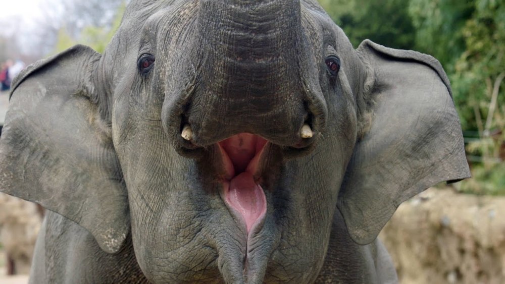 大象主动帮游客捡帽子,做完好事咧开嘴大笑,太灵性了!