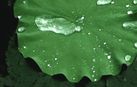 蚊子这么轻,为啥不会被雨砸死?