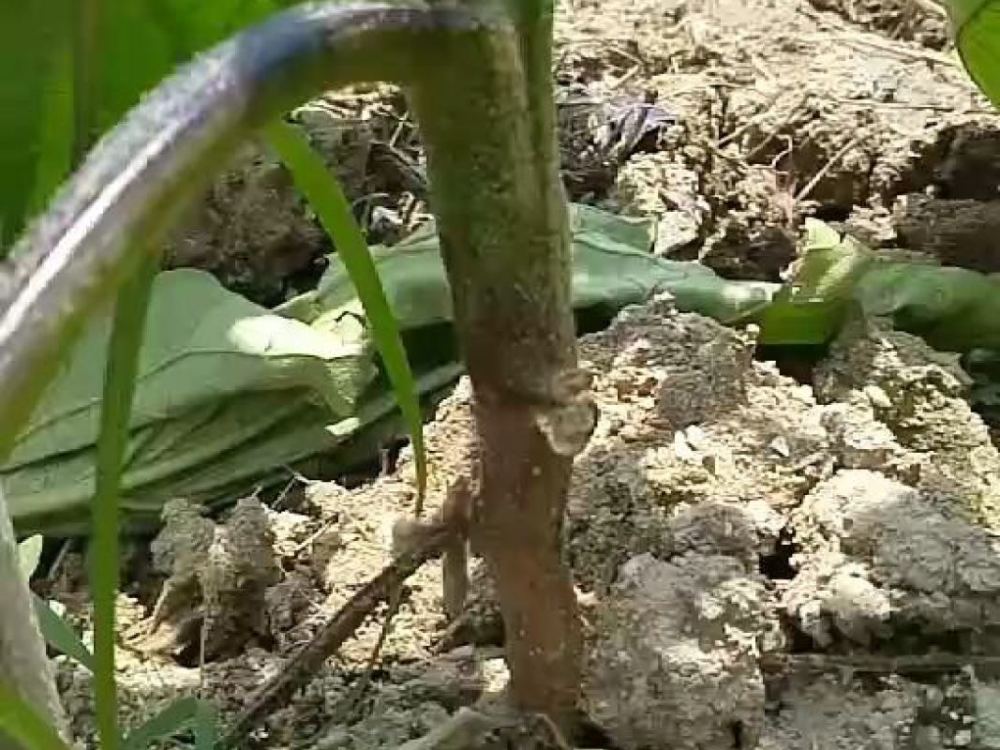 茄子茎基腐病主要为害大苗或定植后茄子的茎基部或地下主侧根.