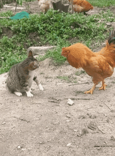 猫,宠物,鸡,打架,萌宠