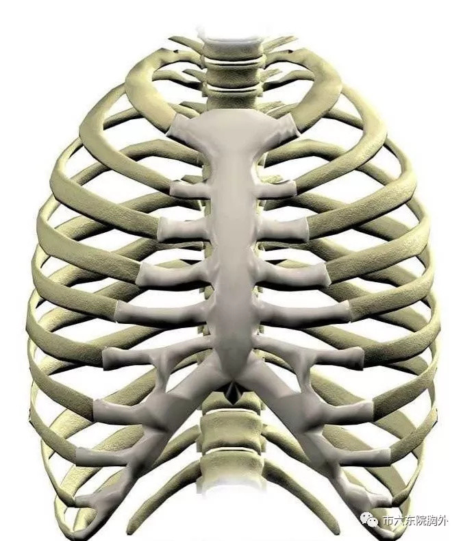 肋骨的解剖和功能 正常情况下有12对肋骨,上面的10根肋骨与肋弓相连