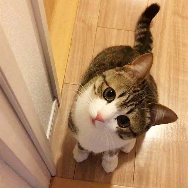 猫咪总喜欢歪头杀,其实不仅是在卖萌,还有这几点原因需主人留意