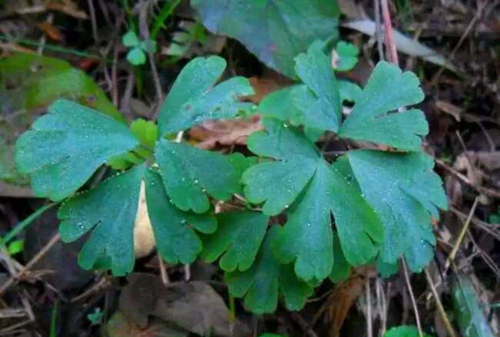 农村这种植物,被叫做"老鼠屎",是一种中草药现在不常见