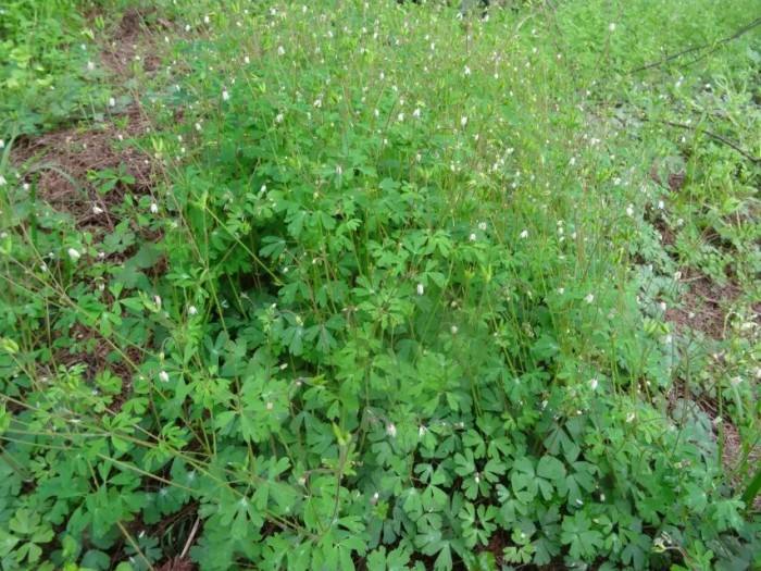 农村这种植物,被叫做"老鼠屎",是一种中草药现在不常见