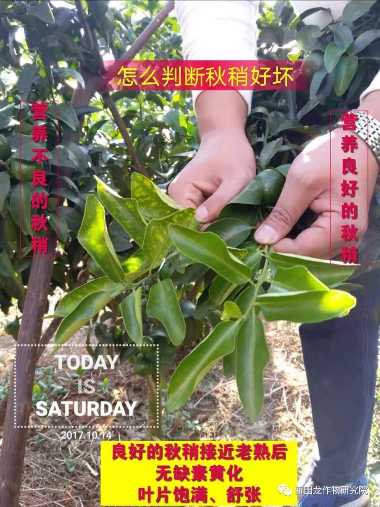 柑橘结果母枝的管理,都在这四个字里了