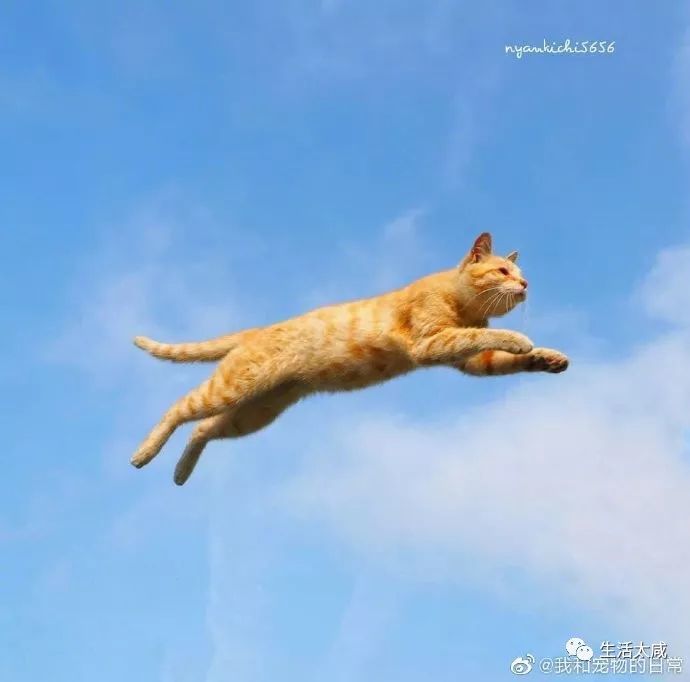 日本摄影师nyankichi 喜欢捕捉流浪猫猫跳跃于天空中飞翔的瞬间,这