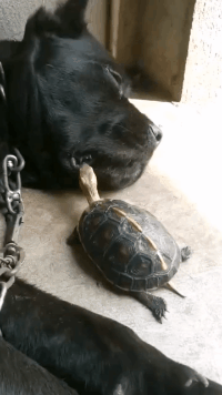 gif:我老婆说和同学聚会,这不给我发了视频,我心里放心多了