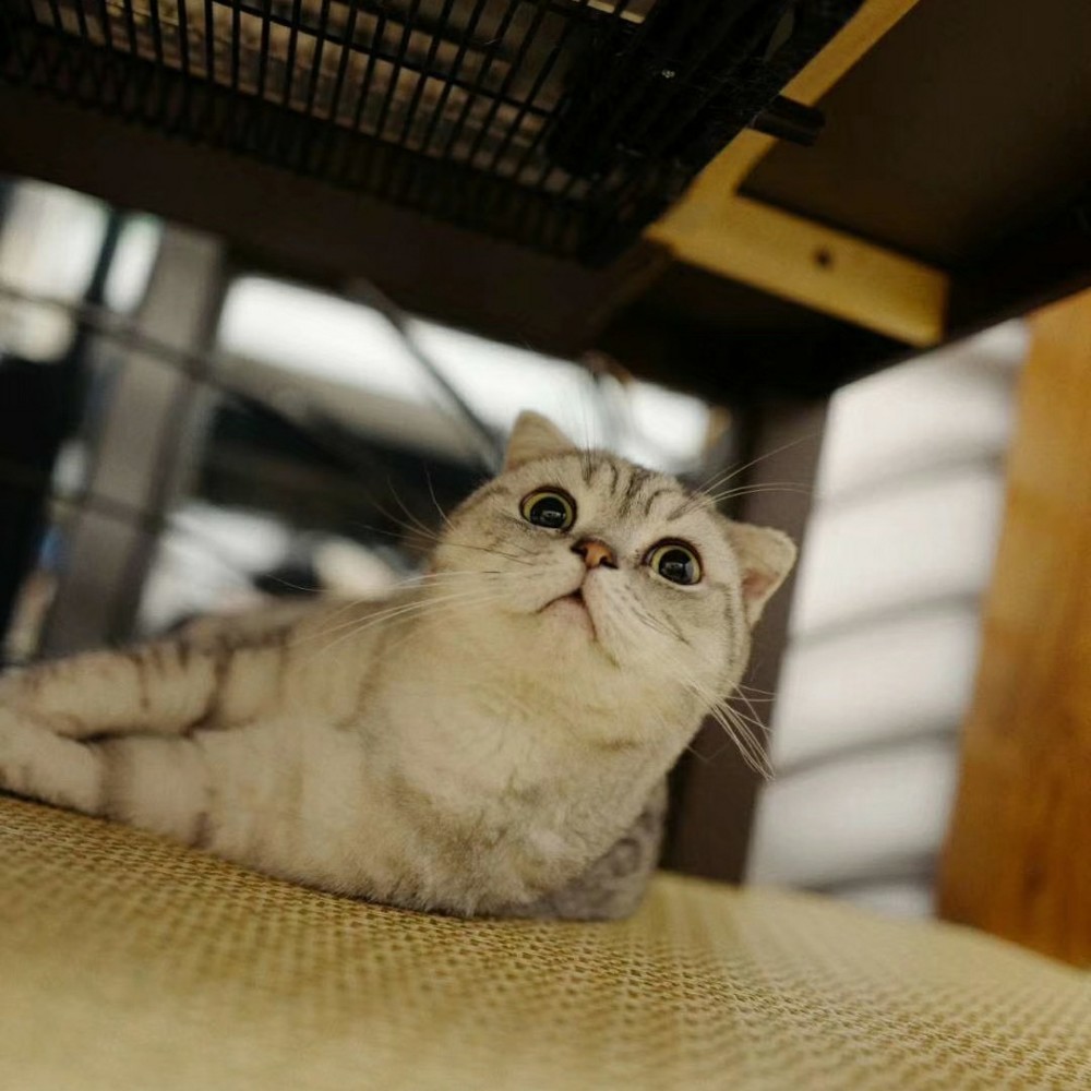 猫舌这么敏感 灵敏的吗 对水都这么挑剔 看点快报