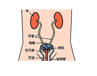 导致尿路结石的病因分析,主要有这四个方面的原因!