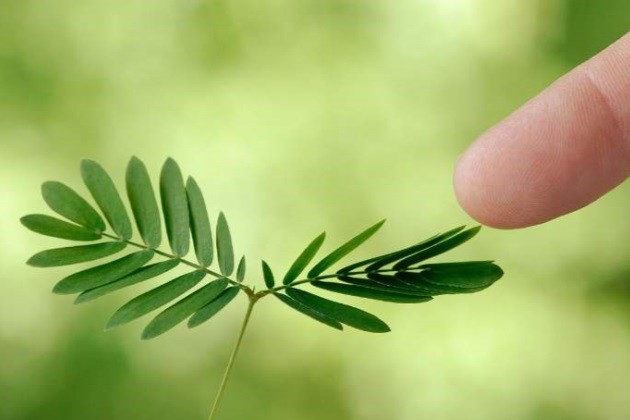 含羞草,植物,枝条