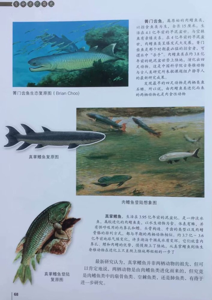 生物进化,地球演变,人类未来,地球膨胀,肉鳍鱼登陆