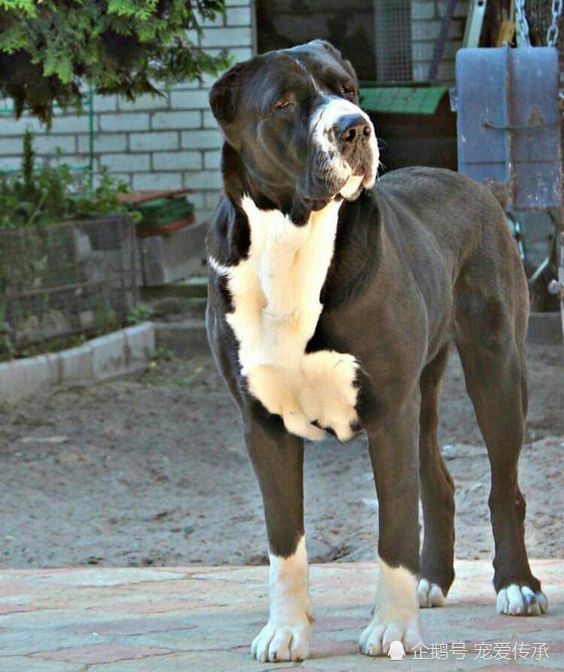 亚洲境内,4大顶级猛犬,残暴程度,秒杀欧美大型犬