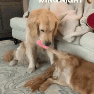 这只狗狗明显是吃货上身,看啥都是大鸡腿!