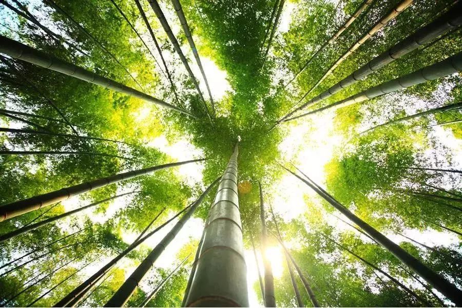 盛夏给耳朵放个假!来这里欣赏竹林青色