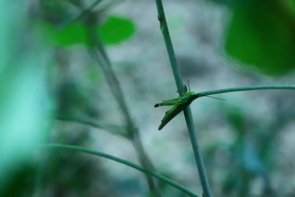 来这里欣赏竹林青色