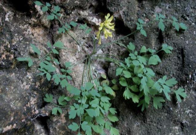 野草,植物,黄连,花盆,植株