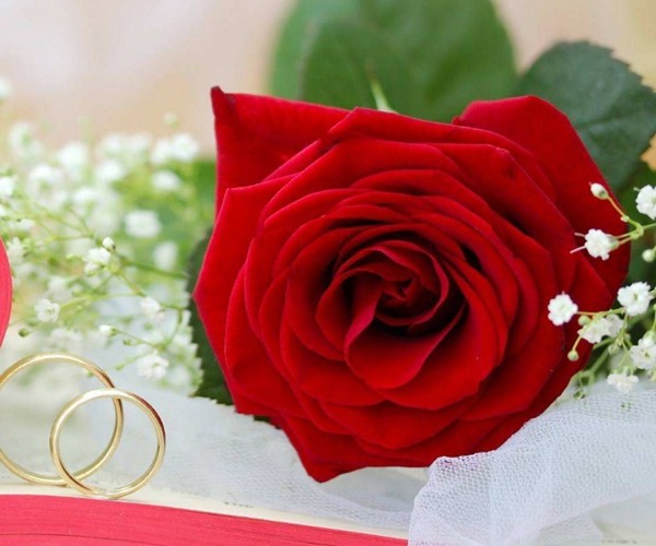 情感测试:选一朵喜欢的玫瑰花,测出你的颜值!