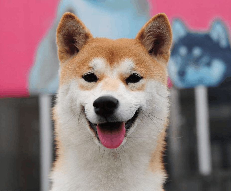 秋田犬的寿命和长寿秘诀 看点快报