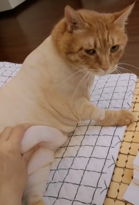 橘猫,猫咪,可爱,宠物,搞笑