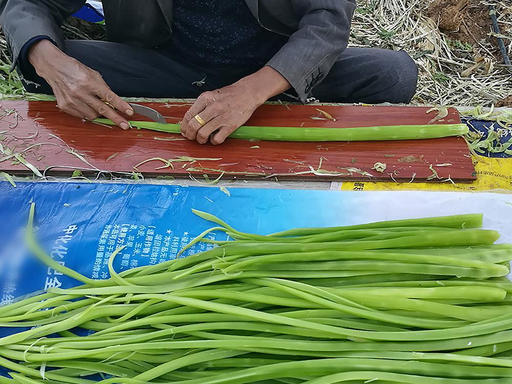 国宴,贡菜,名扬,莴苣,蔬菜,泡发