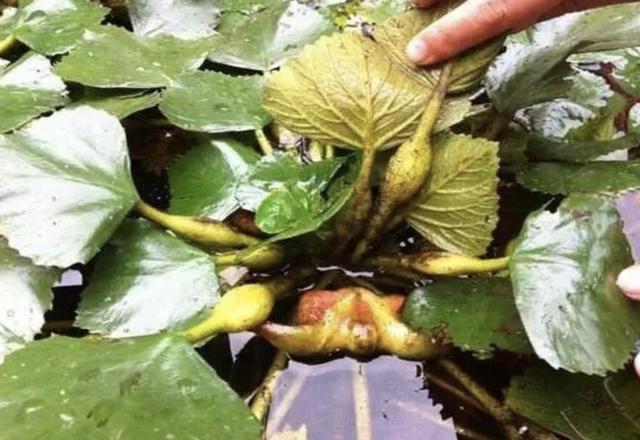 河边的1种"水生植物",人称"菱角",看着像"牛角",奇特!